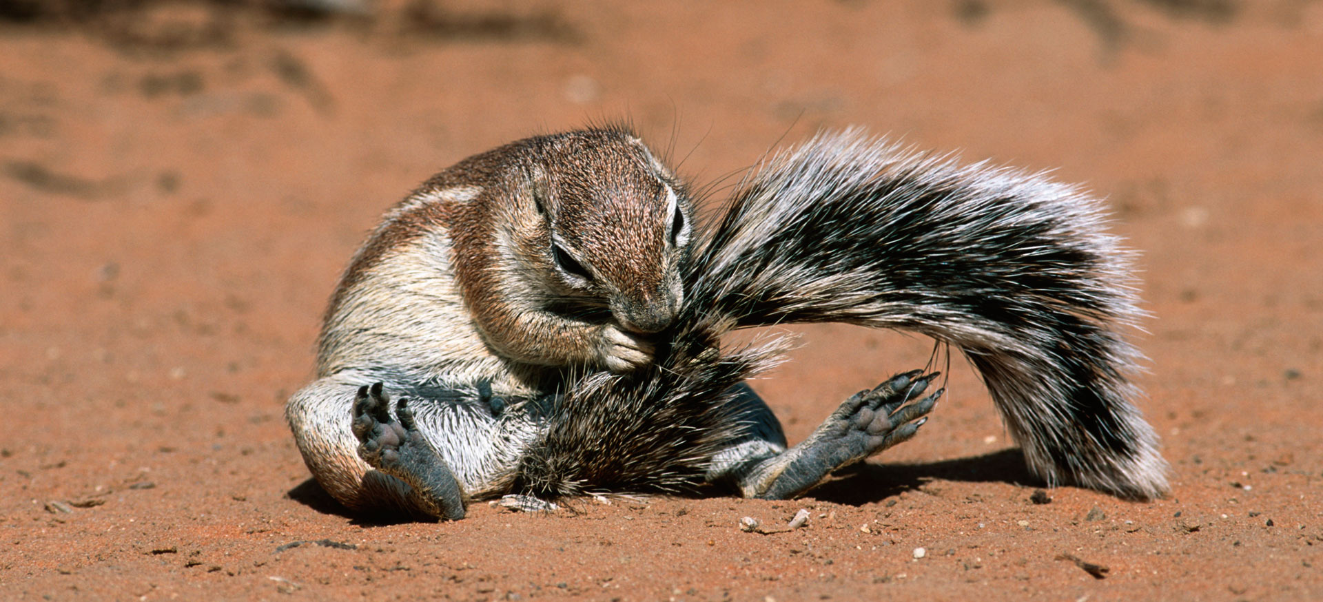 Ground Squirrel seen on safari with Okavango Expeditions