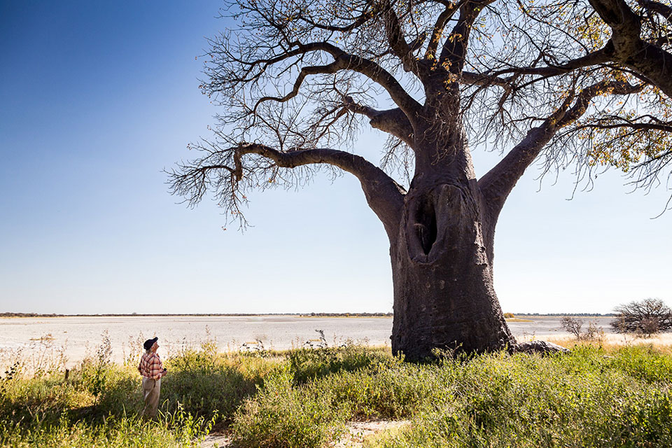 Visiting Baines Baobabs on safari with Okavango Expeditions