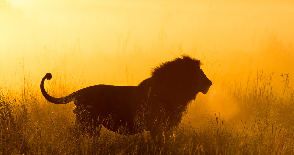 Lion silhouetted against the sun – Okavango Expeditions