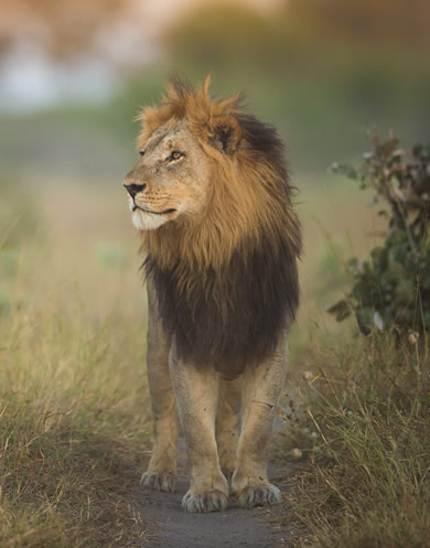 Male lion photographed with Okavango Expeditions