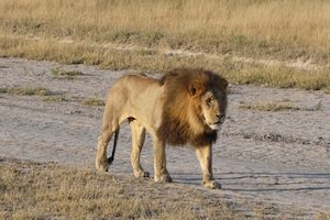 Lion, botswana
