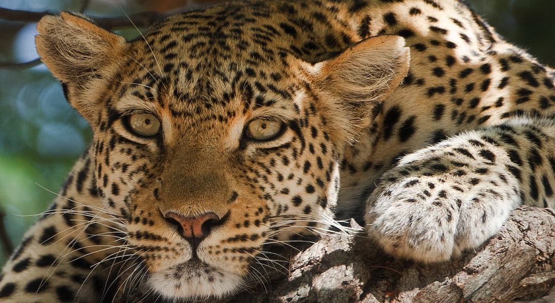 leopard, chobe