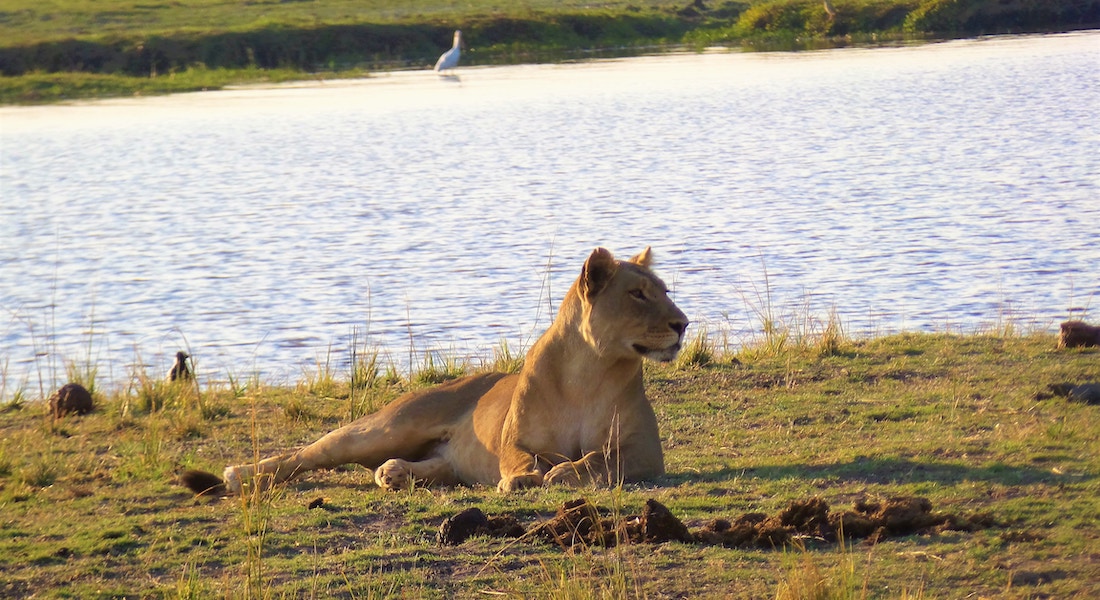 lioness, chobe national park