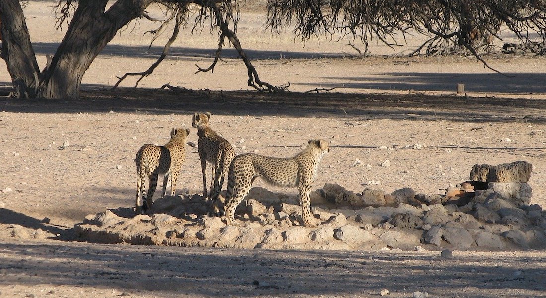 cheetahs kalahari