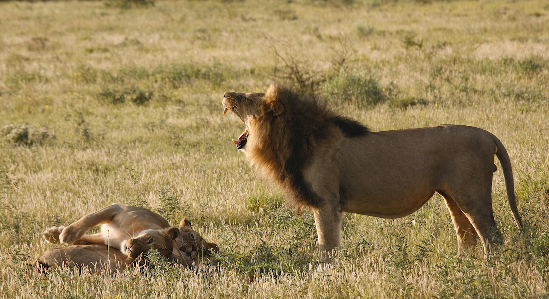 lions kalahari botswana