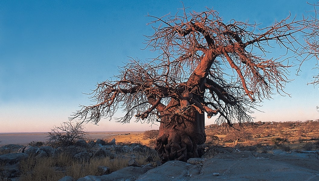 Baobab botswana