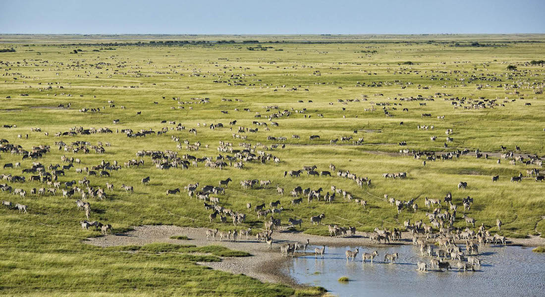 Makgadikgadi migration during green season