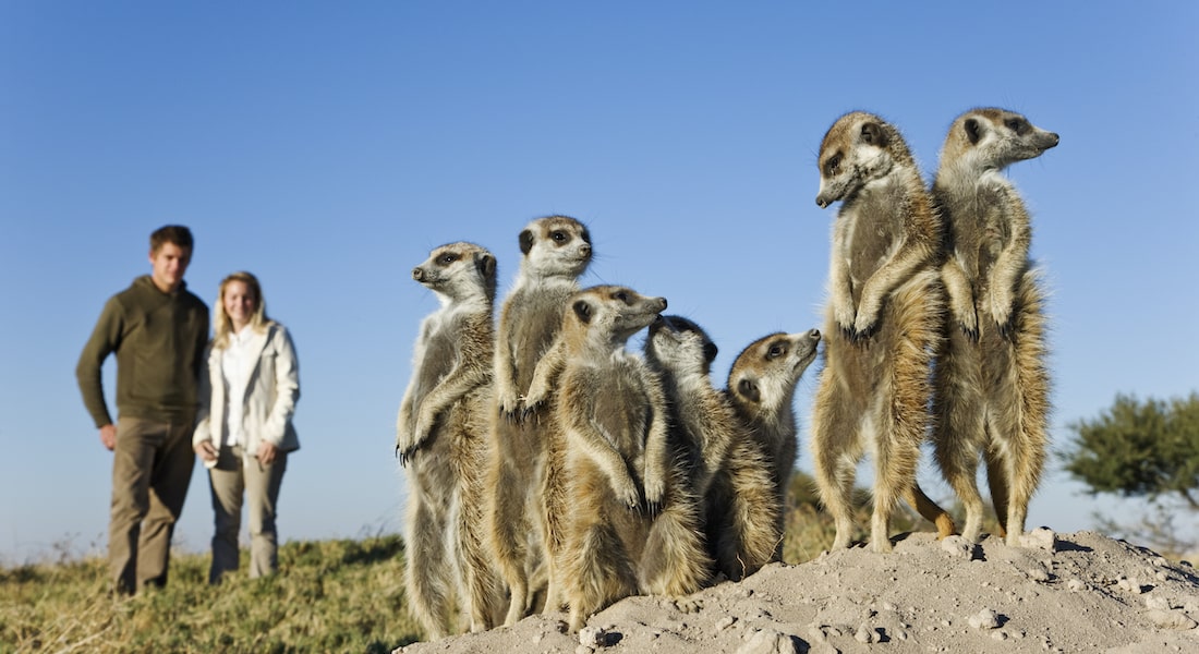 meerkats and tourists