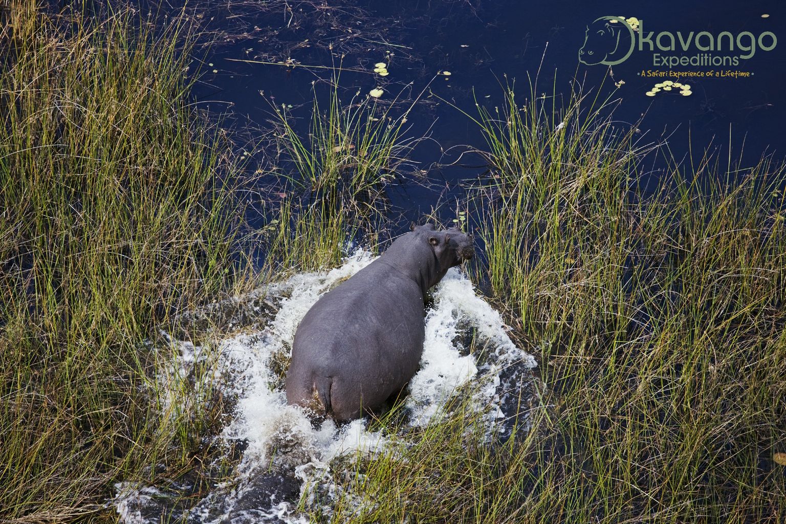Hippopotamus (Hippopotamus amphibius) in the Okavango Delta.